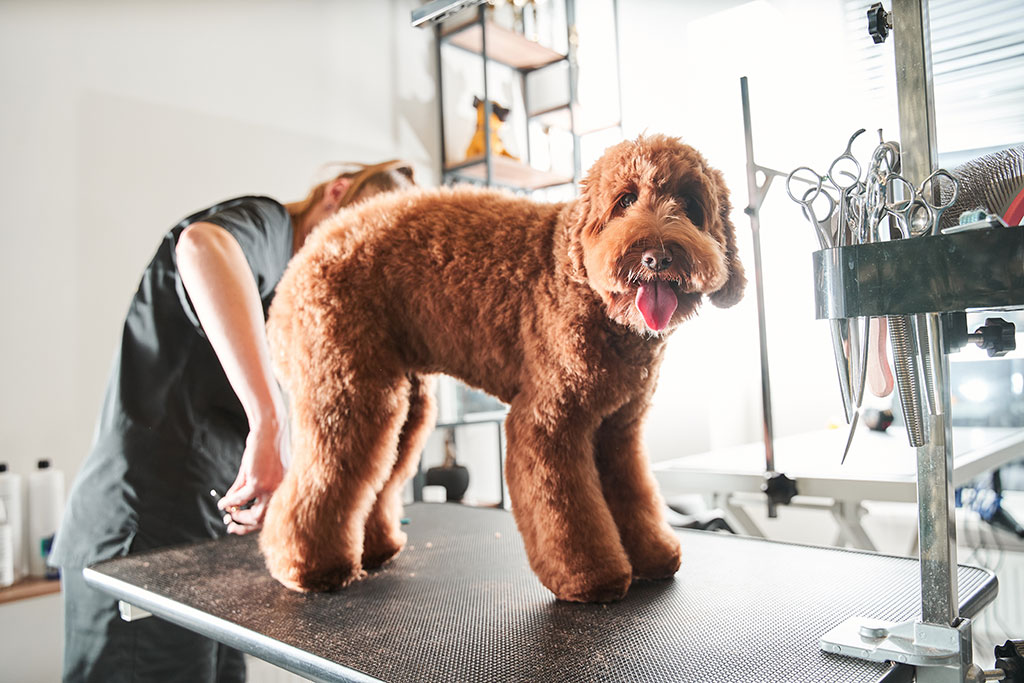 Hond trimmen Kortenaken