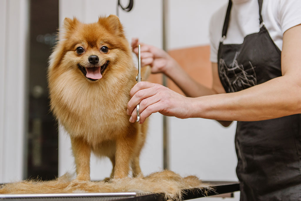 Vachtverzorging hond