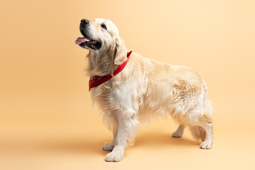 Vachtverzorging hond