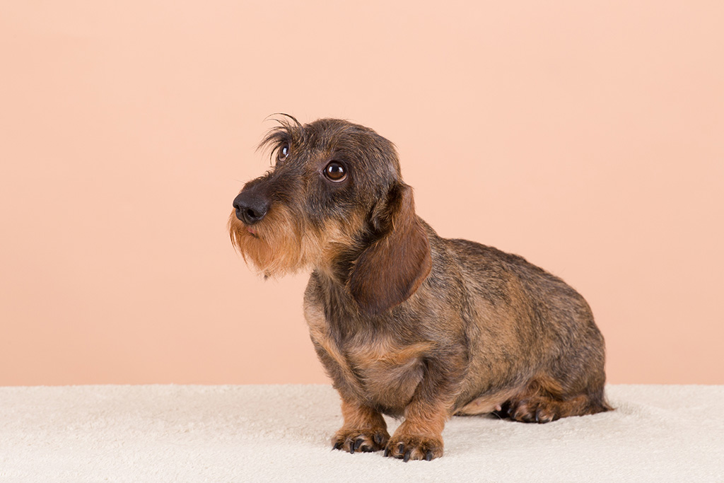 Vachtverzorging hond