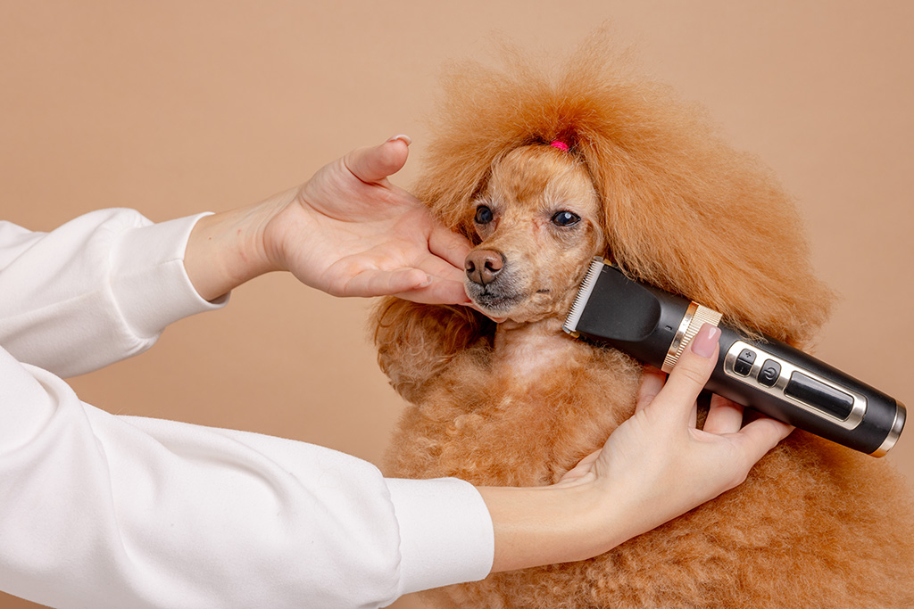 Vachtverzorging hond